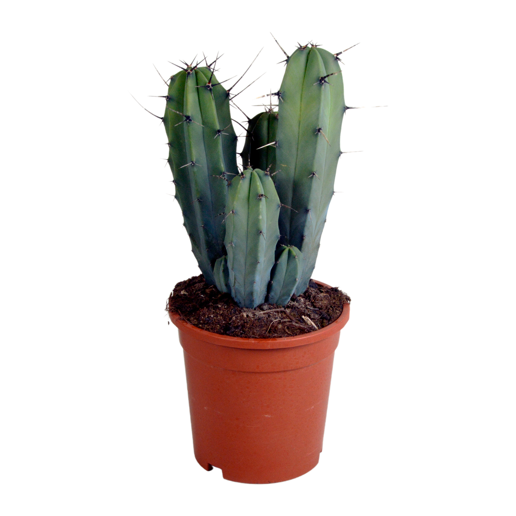 Myrtillocactus geometrizans 17 cm - zonder pot