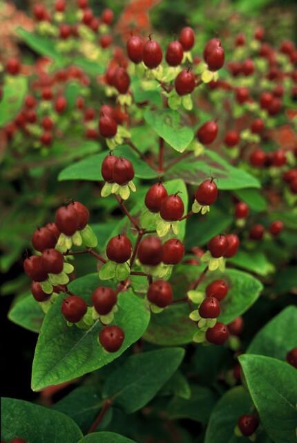 60x Hypericum inodorum 'Beauty' - ↕10-25cm - Ø9cm