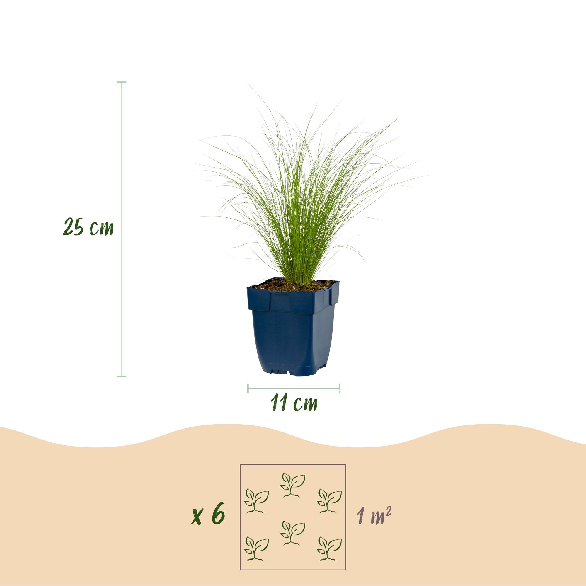 Grassen - Stipa tenuissima Ponytails - Vedergras - Groenblijvend - Groen - 24 Planten - Pot 11cm - Hoogte 15-25cm