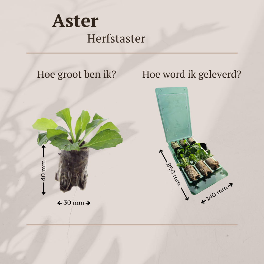 Aster – 6 Pluggen | Zelf Kweken & Genieten van een Kleurrijke Najaarstuin!