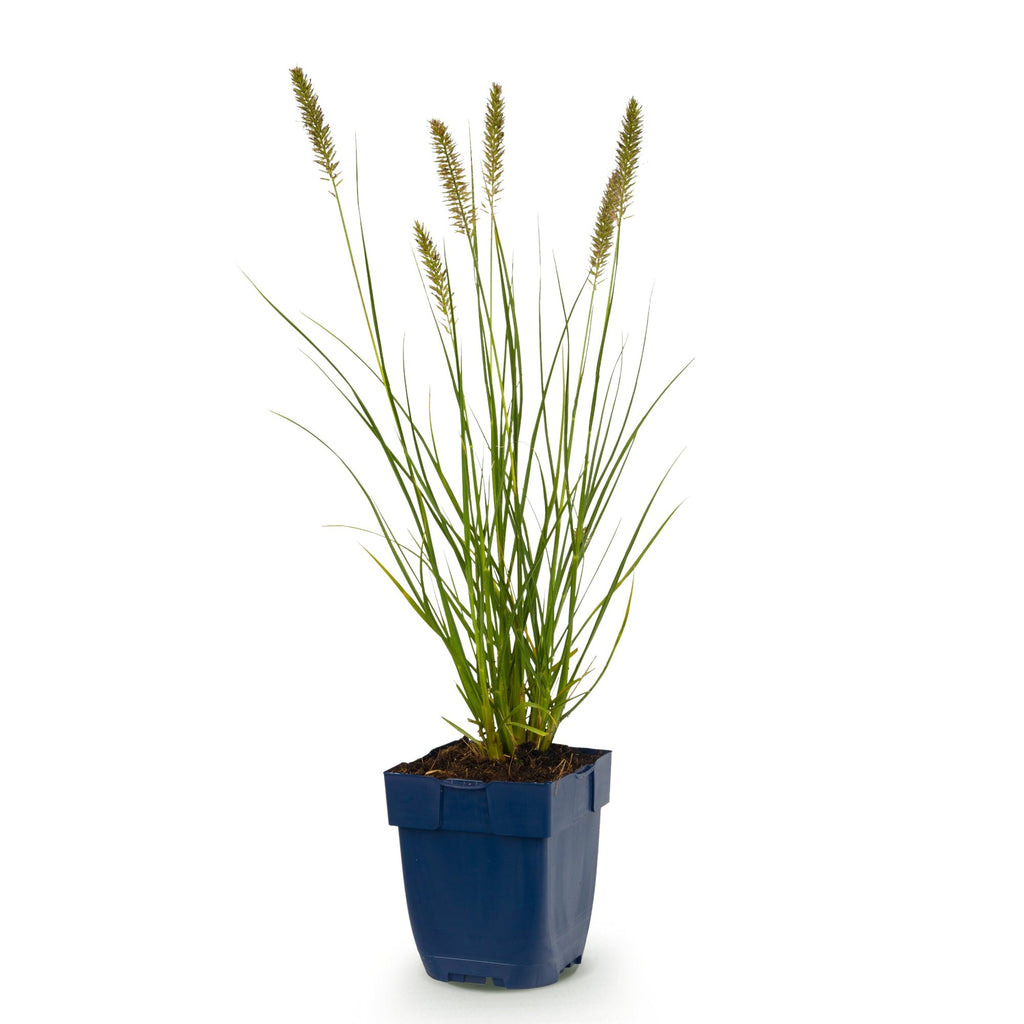 Grassen - Pennisetum alop. Hameln - Lampenpoetsergras - Met Pluim - Groen - 1 Plant - Pot 11cm - Hoogte 15-25cm