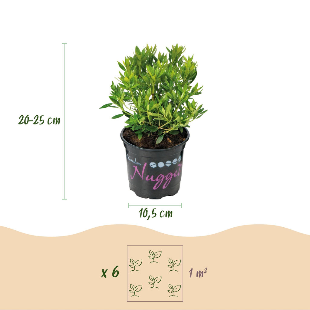 Dwerg Rhododendron - Rhododendron Bloombux Light Pink - Bloeiende Buxus - Weinig Onderhoud - Licht Roze Bloem - 6 Planten - Pot 10,5cm - Hoogte 20-25cm