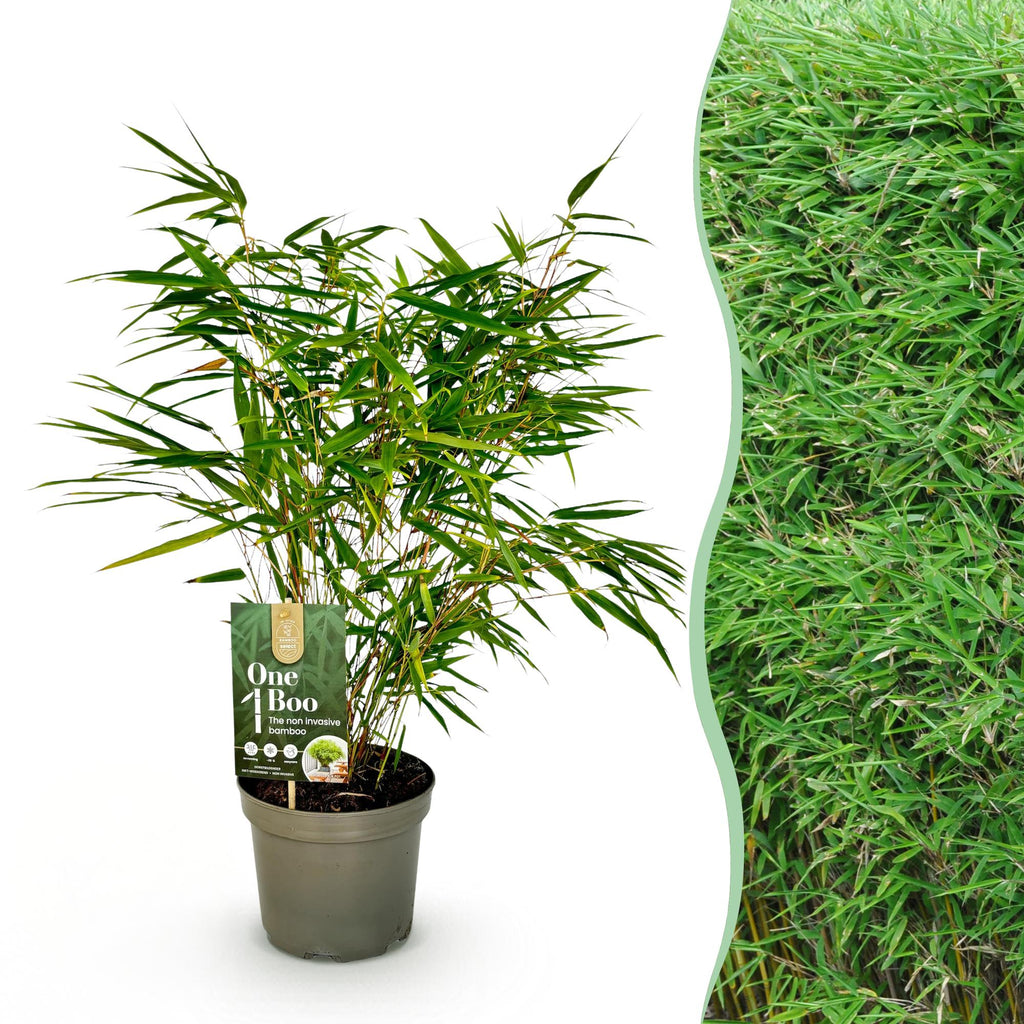 Grassen - Fargesia Rufa - Niet Woekerende Bamboe - Bladhoudend - Groen - 1 Plant - Pot 17 cm - Hoogte 60 cm