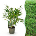 Grassen - Fargesia Rufa - Niet Woekerende Bamboe - Bladhoudend - Groen - 1 Plant - Pot 17 cm - Hoogte 60 cm