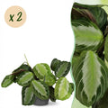 Kamerplant - Maranta Fascinator Silverband - Gebedsplant - Huisdiervriendelijke Plant - Groen - 2 Planten - met Potter Grijs - Pot 12cm - Hoogte 25cm