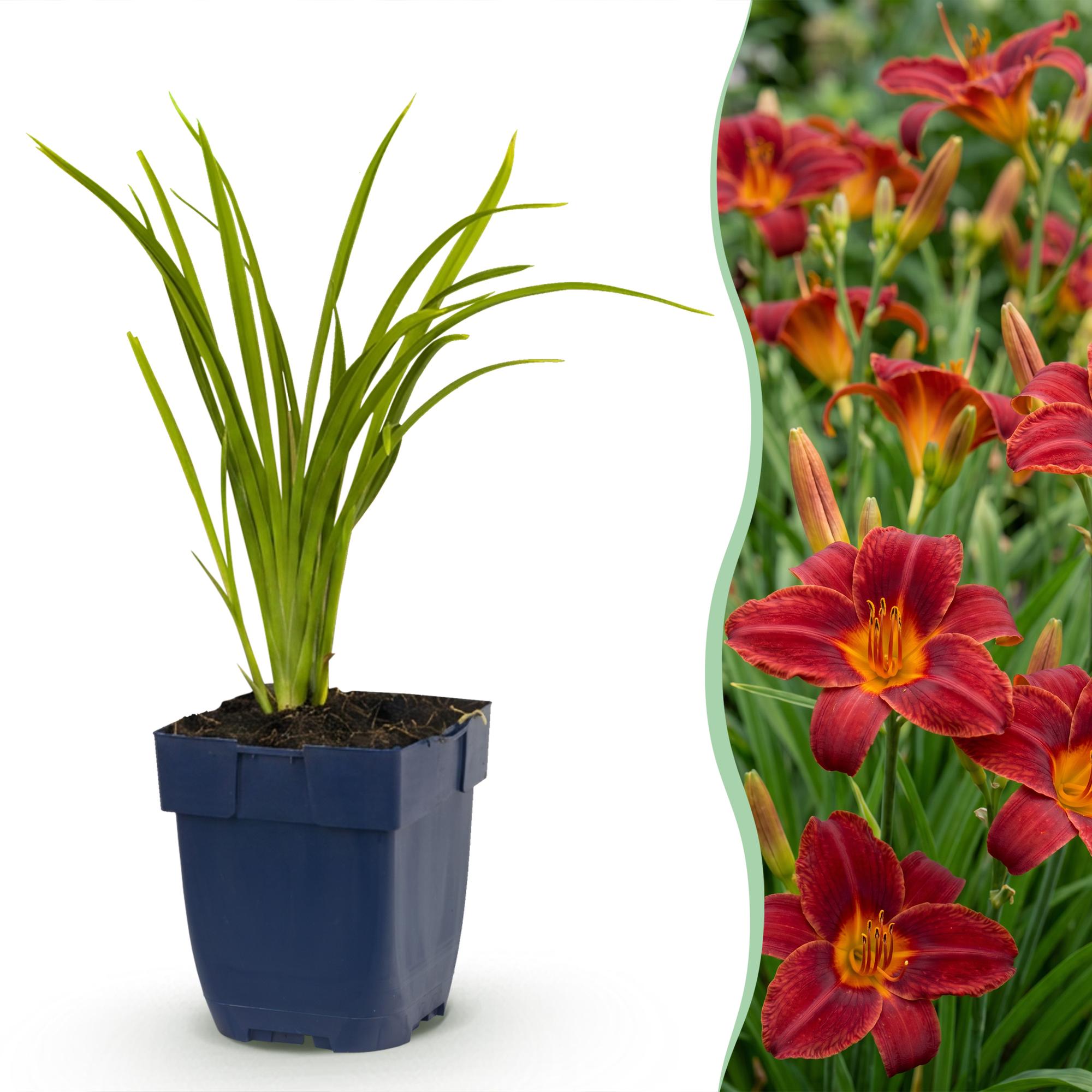 Vasteplant - Hemerocallis Autumn Red - Daglelie - Bijen en Vlinderlokkers - Rood - 6 Planten - Pot 11cm - Hoogte 15-25cm