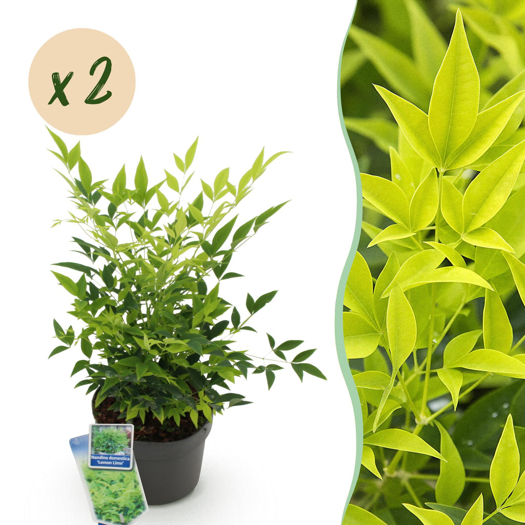 Tuinplant - Nandina Lemon & Lime - Geel - 2 Planten - Groenblijvend - Weinig Onderhoud - Pot 17cm Hoogte 45cm