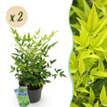 Tuinplant - Nandina Lemon & Lime - Geel - 2 Planten - Groenblijvend - Weinig Onderhoud - Pot 17cm Hoogte 45cm