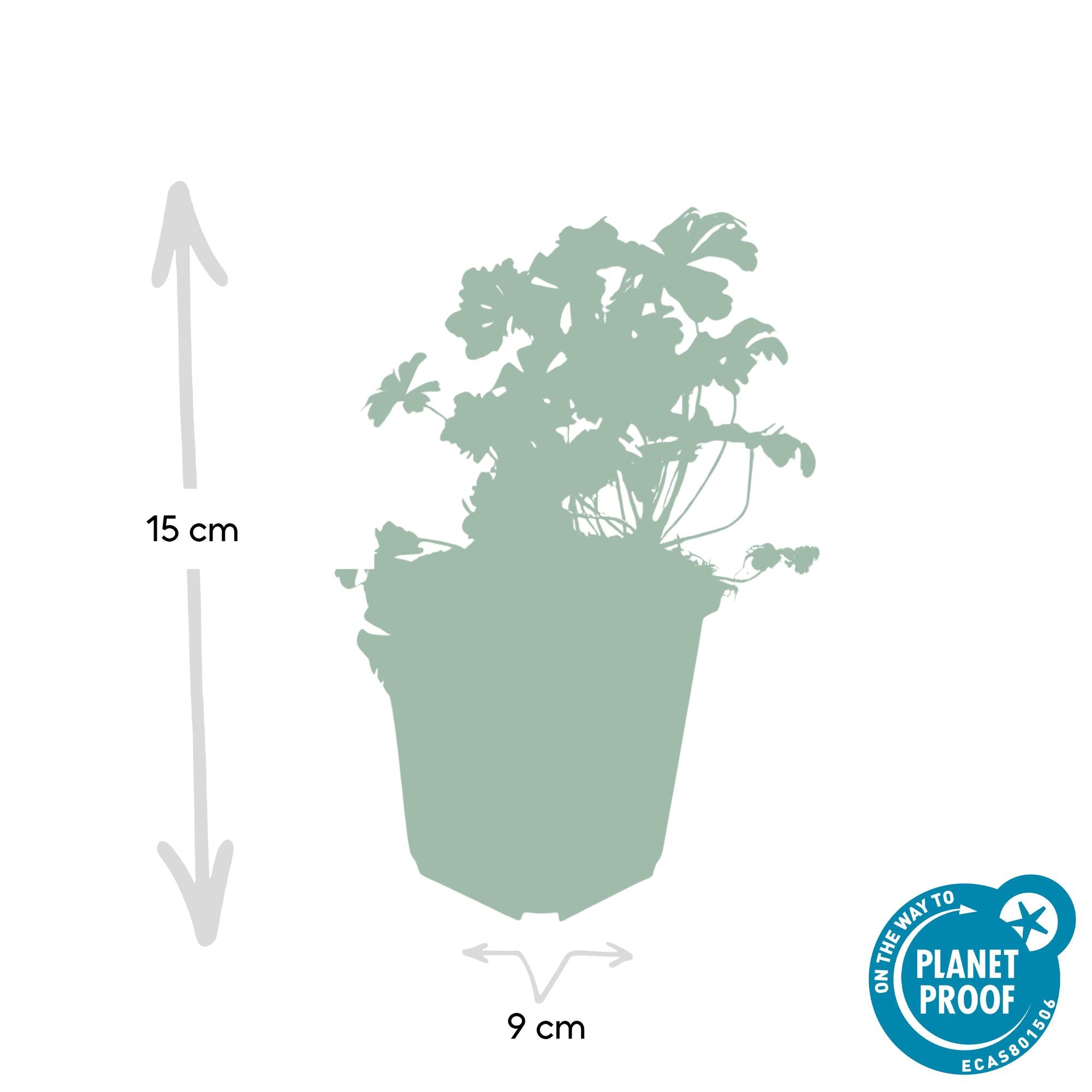 60x Geranium cant. 'Biokovo' - ↕10-25cm - Ø9cm