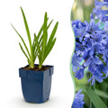 Vasteplant - Agapanthus africanus - Afrikaanse Lelie - Bijen en Vlinderlokkers - Blauw - 24 Planten - Pot 11cm - Hoogte 15-25cm