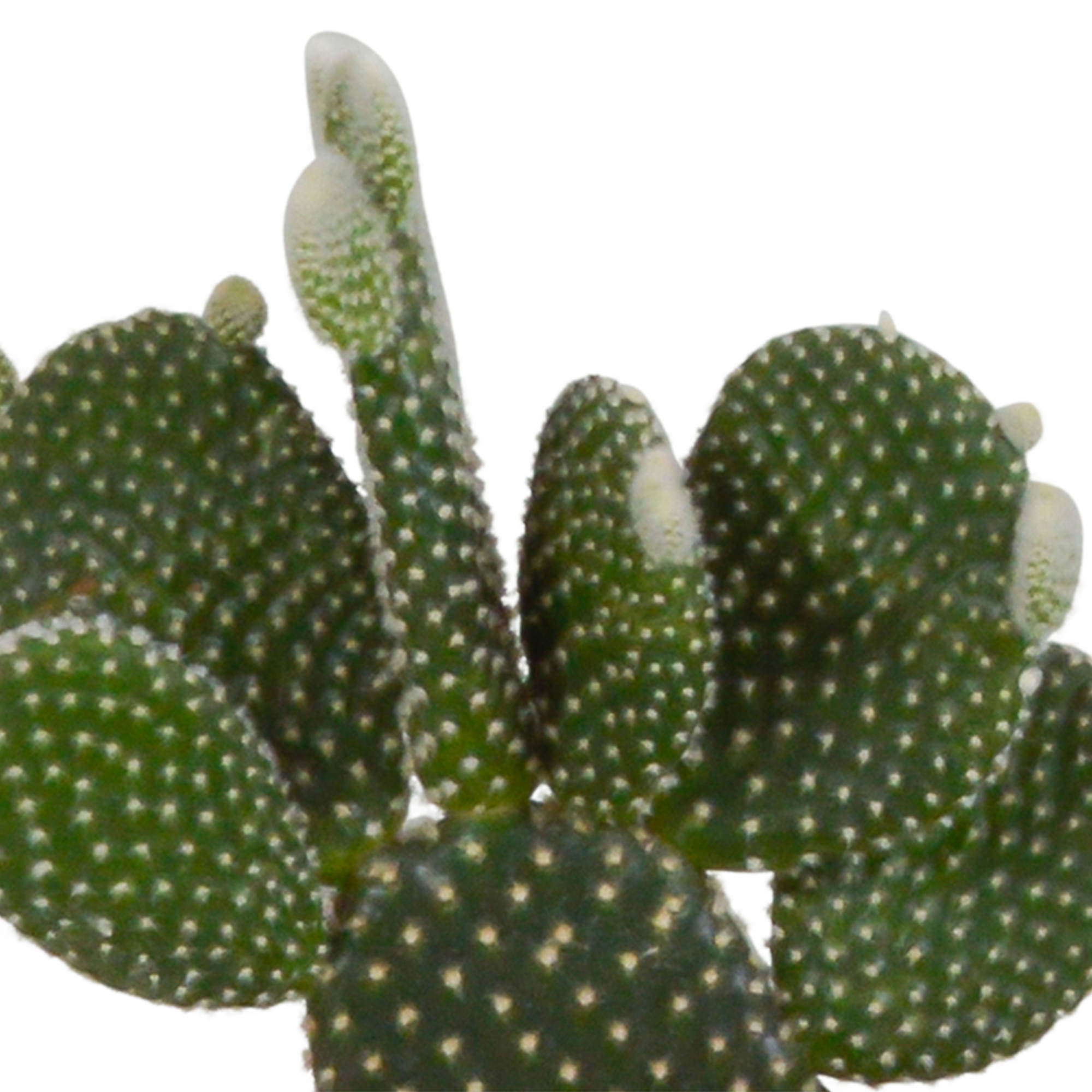 Cactus mix 10.5 cm - 3x - in witte pot