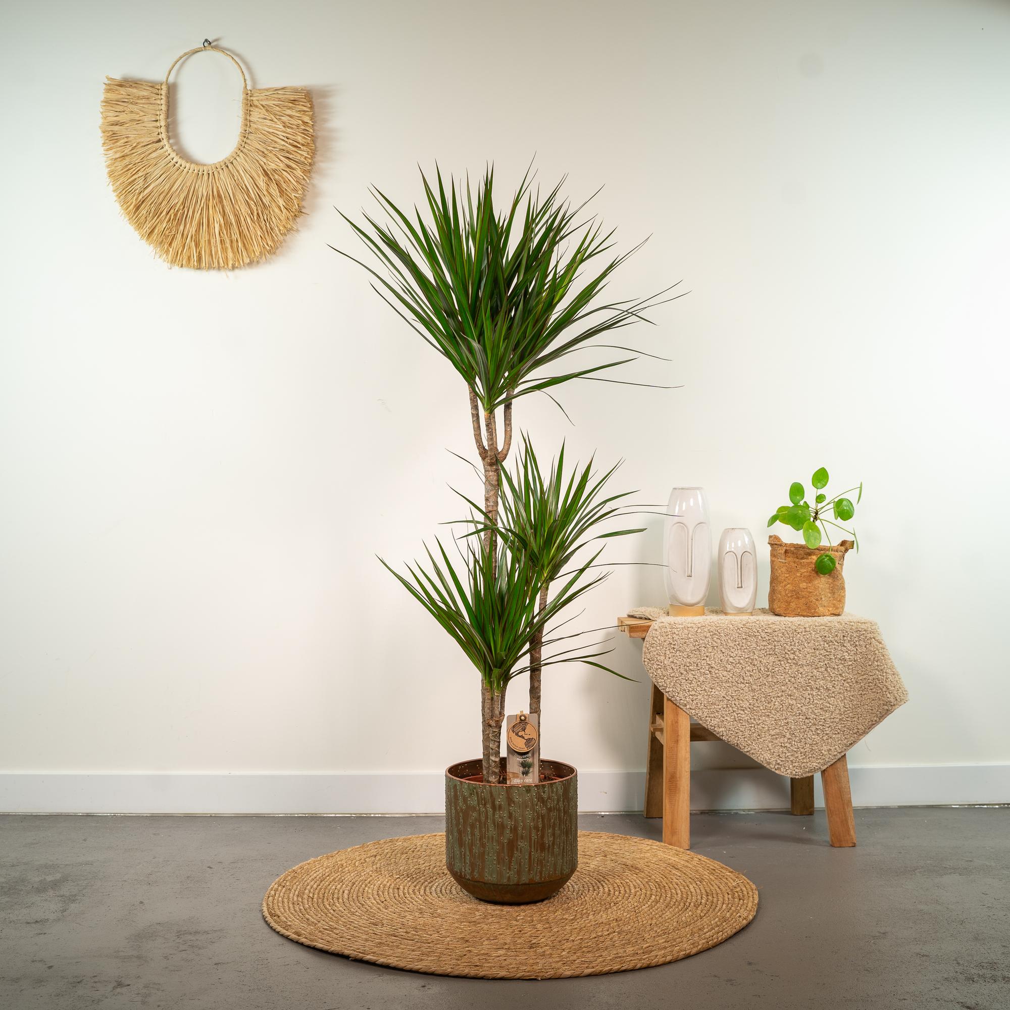Dracaena Marginata - Ø21cm - ↕110cm