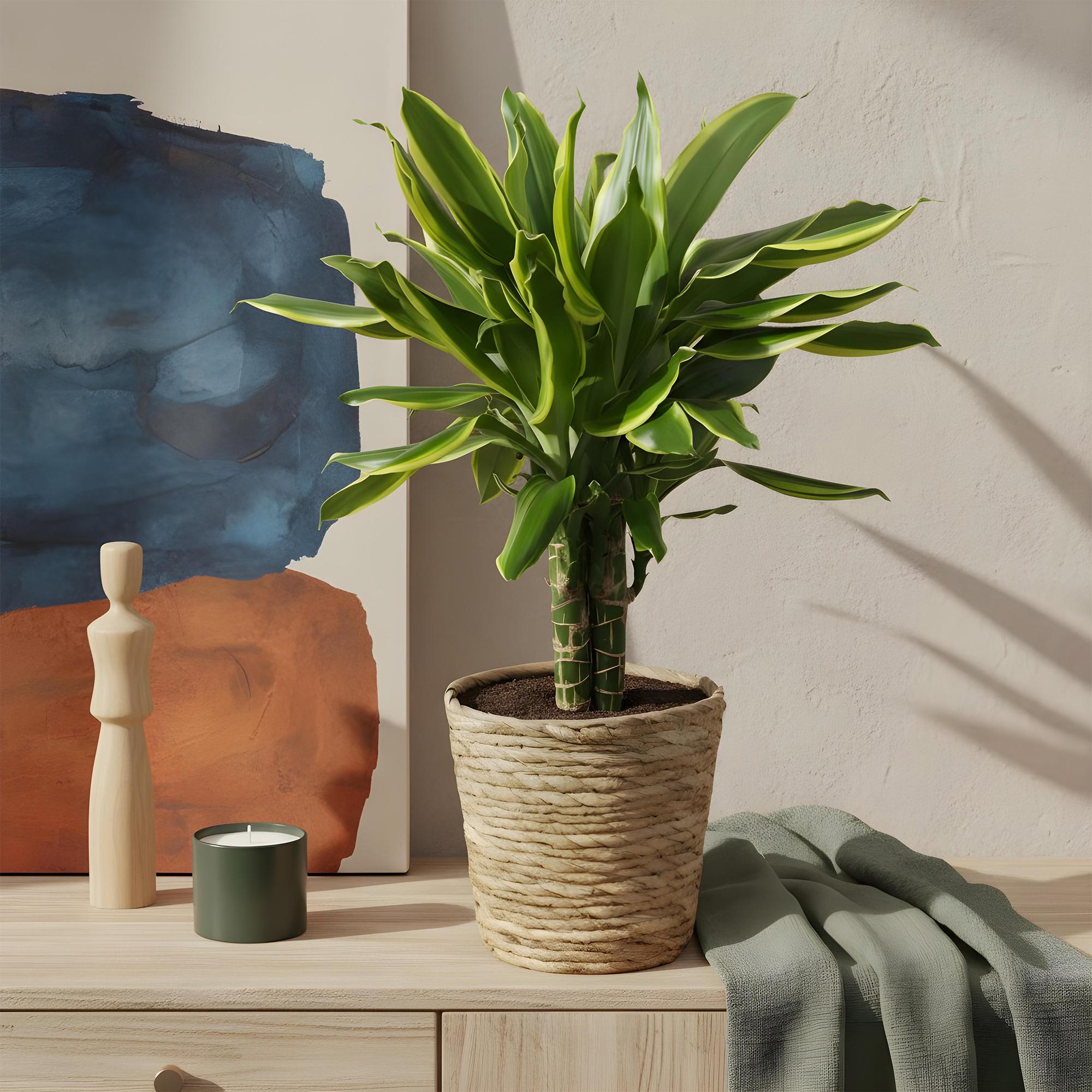Green is... Kamerplanten - Dracaena fragrans Golden Coast - Drakenbloedboom - Weinig onderhoud - Groen - 1 Plant - Pot 17cm - Hoogte 50-55cm
