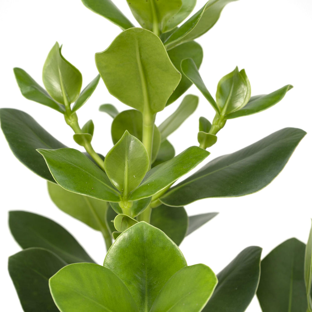Clusia Rosea Princess - Ø17cm - ↕60cm