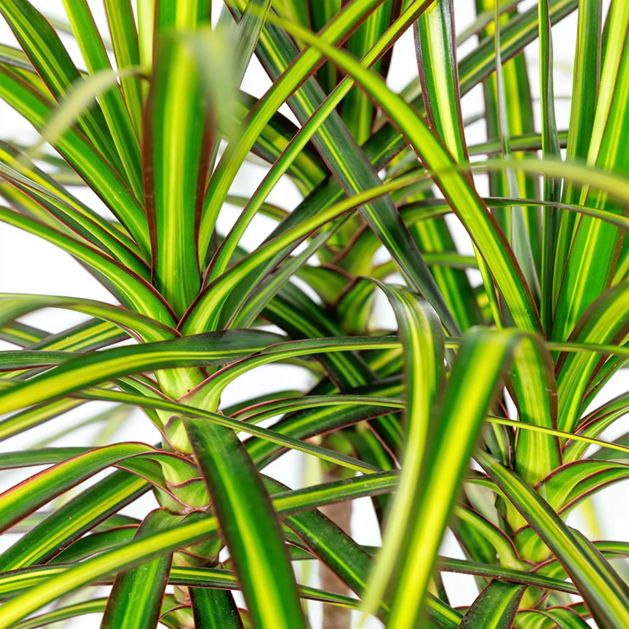 Green is... Kamerplanten - Dracaena Sunray - Drakenbloedboom - Weinig onderhoud - met mand - Groen - 1 Plant - Pot 17cm - Hoogte 70-75cm