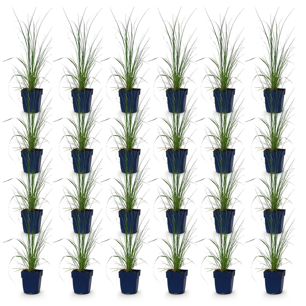 Grassen - Cortaderia sell. Pumila - Dwergpampasgras - Met Pluim - Grijs - 24 Planten - Pot 11cm - Hoogte 15-25cm