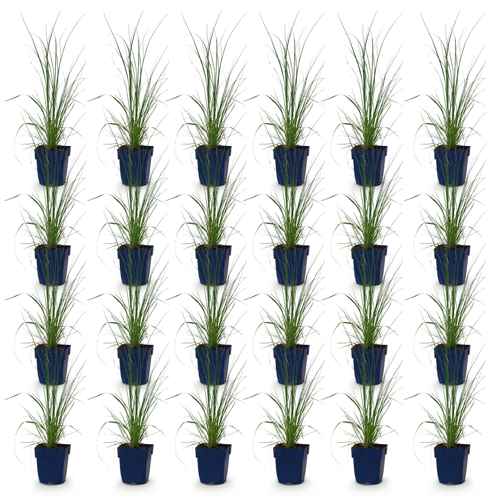 Grassen - Cortaderia sell. Pumila - Dwergpampasgras - Met Pluim - Grijs - 24 Planten - Pot 11cm - Hoogte 15-25cm
