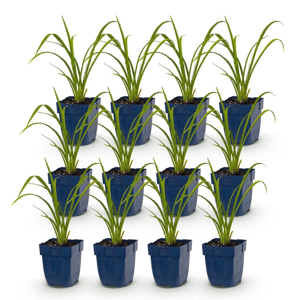 Vasteplant - Hemerocallis Mauna Loa - Daglelie - Bijen en Vlinderlokkers - Oranje - 12 Planten - Pot 11cm - Hoogte 15-25cm