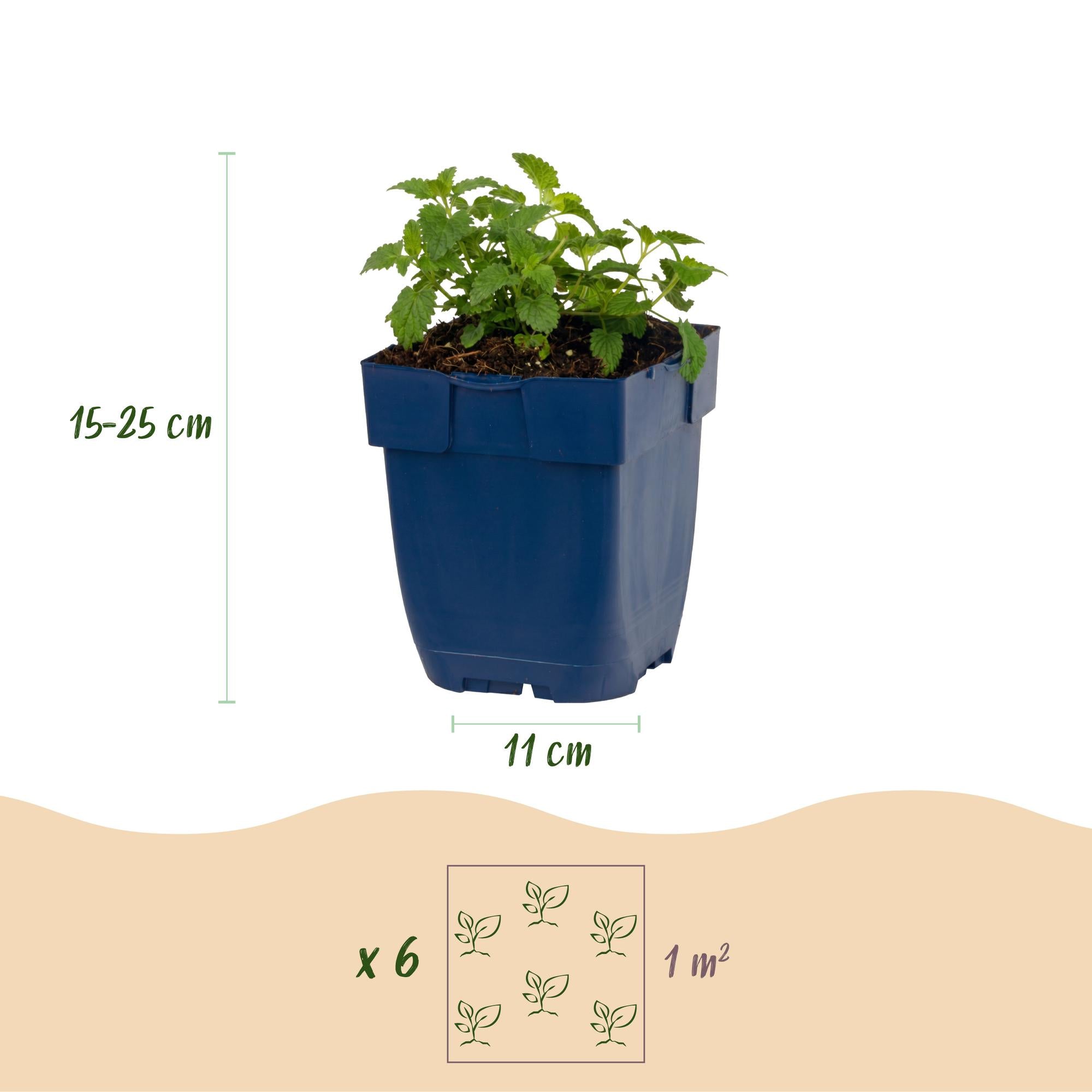 Vasteplant - Nepeta faassenii Snowflake - Kattenkruid - Bijen en Vlinderlokkers - Wit - 3 Planten - Pot 11cm - Hoogte 15-25cm