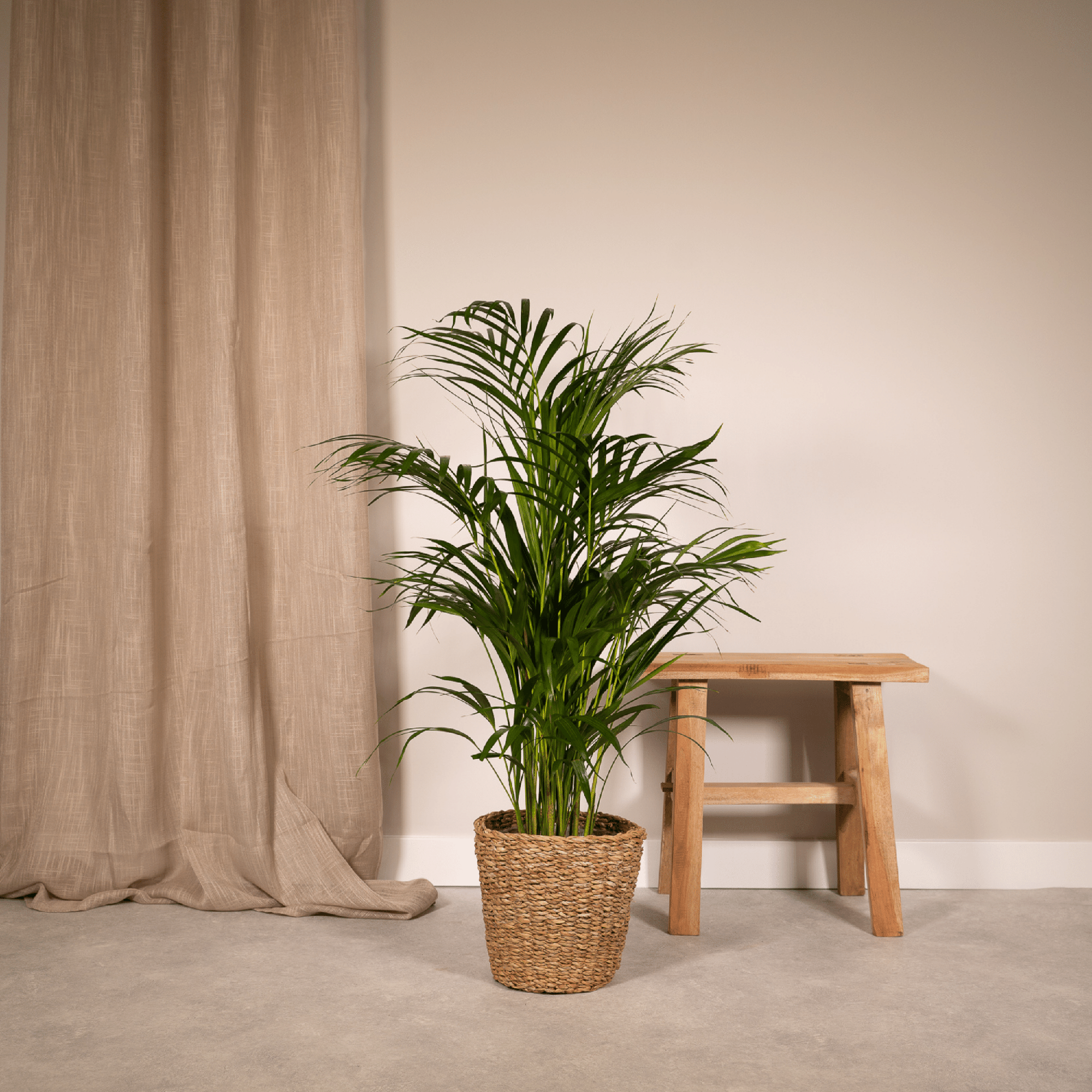 Areca palm - Ø17cm - ↕70cm