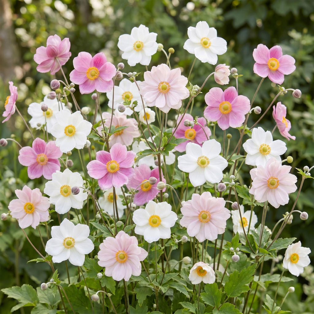 Vasteplant - Anemone Tricolour - Herfst Anemone - Schaduw - Donker Roze - Roze - Wit - 12 Planten - Pot 11cm - Hoogte 15-25cm