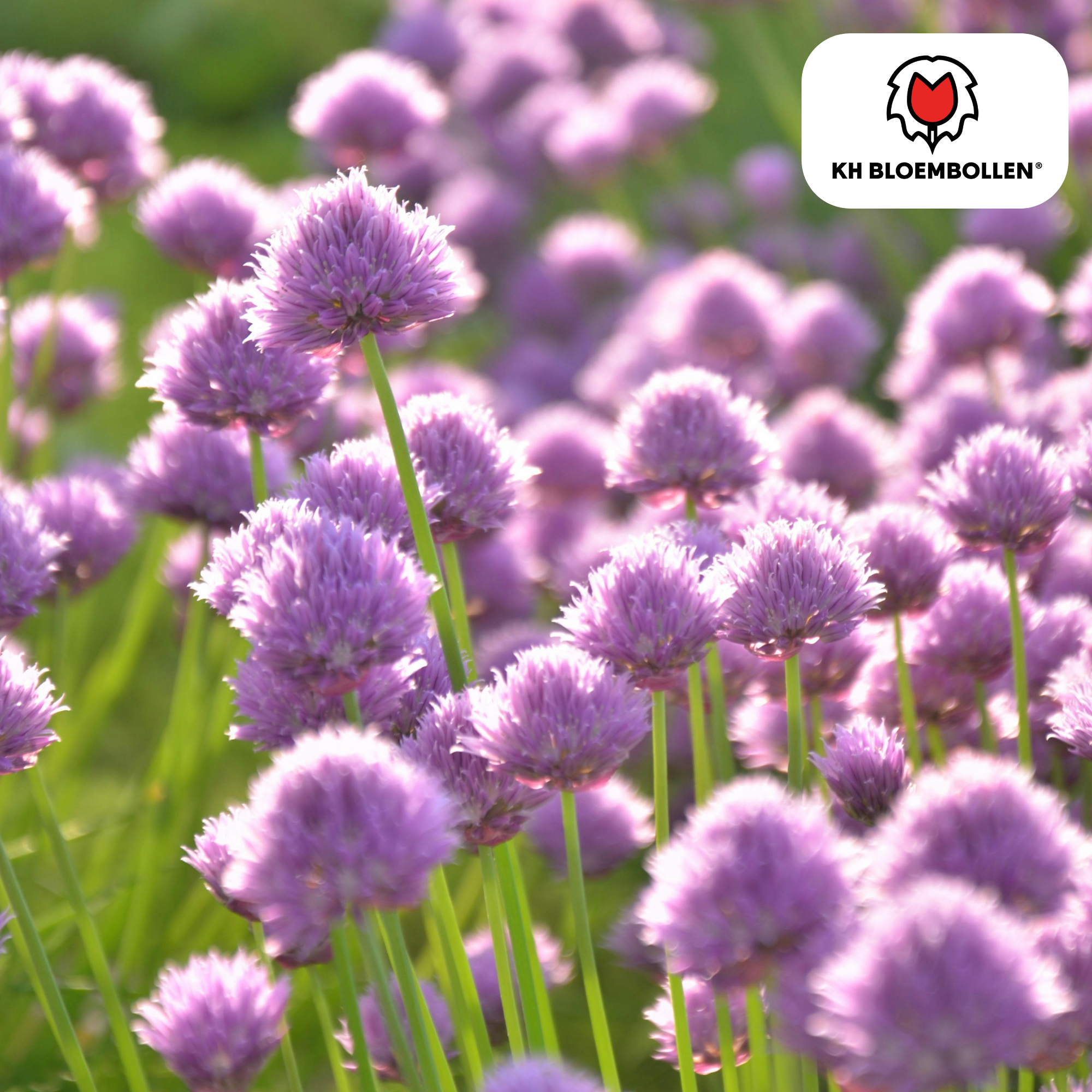 Allium carolinianum 15 stuks