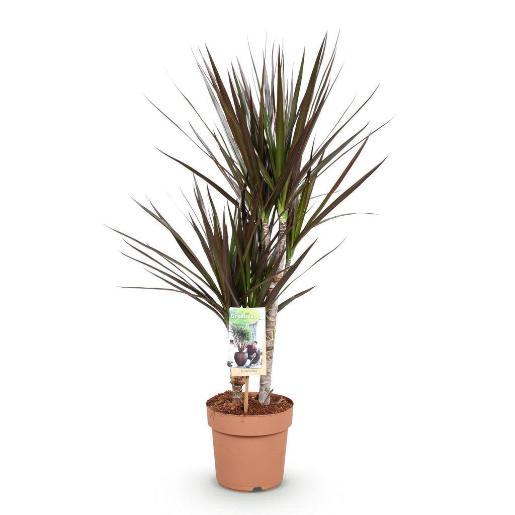 Green is... Kamerplanten - Dracaena Magenta - Drakenbloedboom - Weinig onderhoud - Groen - 1 Plant - Pot 17cm - Hoogte 70-80cm
