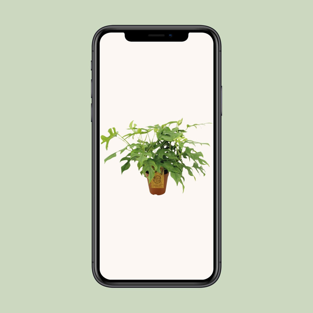 Monstera Minima - Ø15cm - ↕40cm
