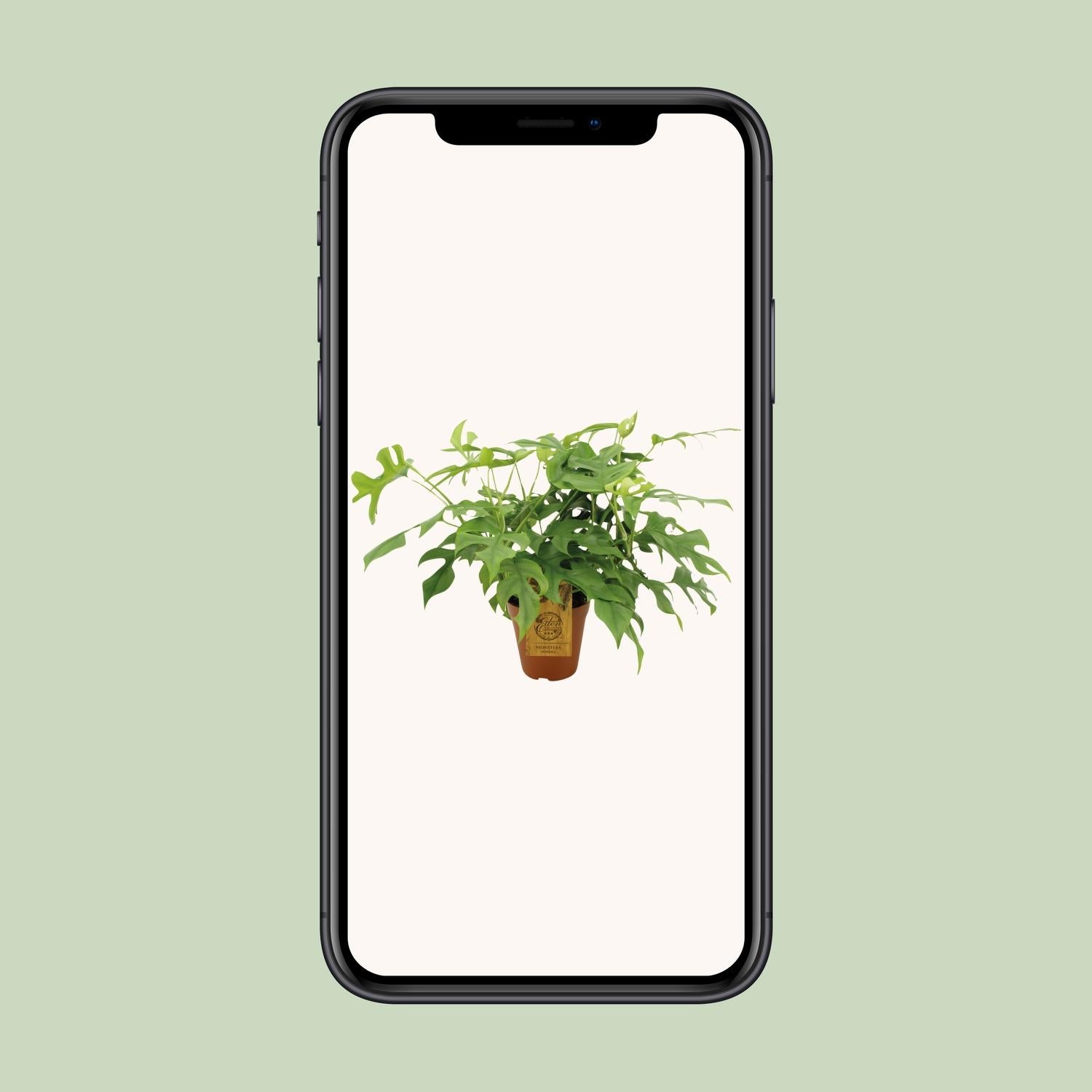 Monstera Minima - Ø15cm - ↕40cm