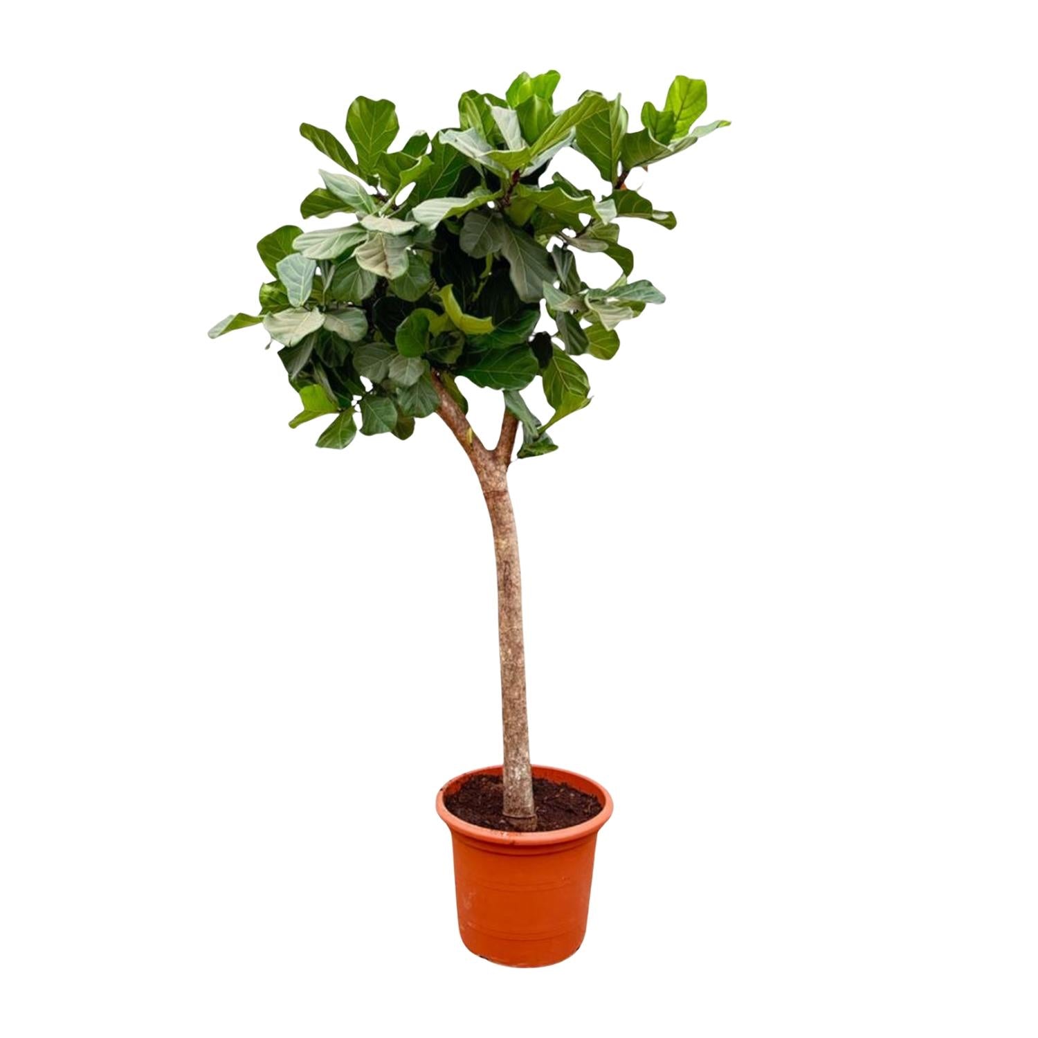 Ficus Lyrata boom XXXL - 230cm - ø40-45