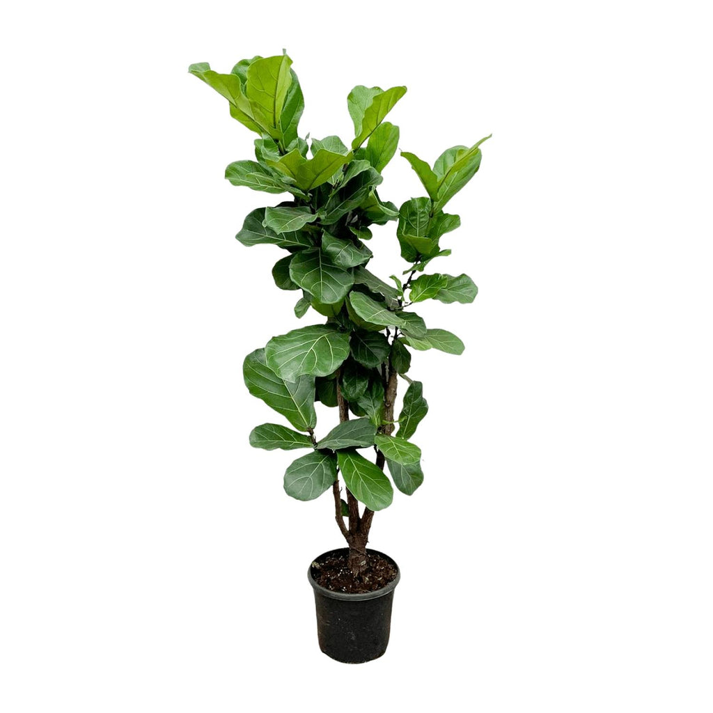 Ficus Lyrata vertakt - 150cm - ⌀24-27