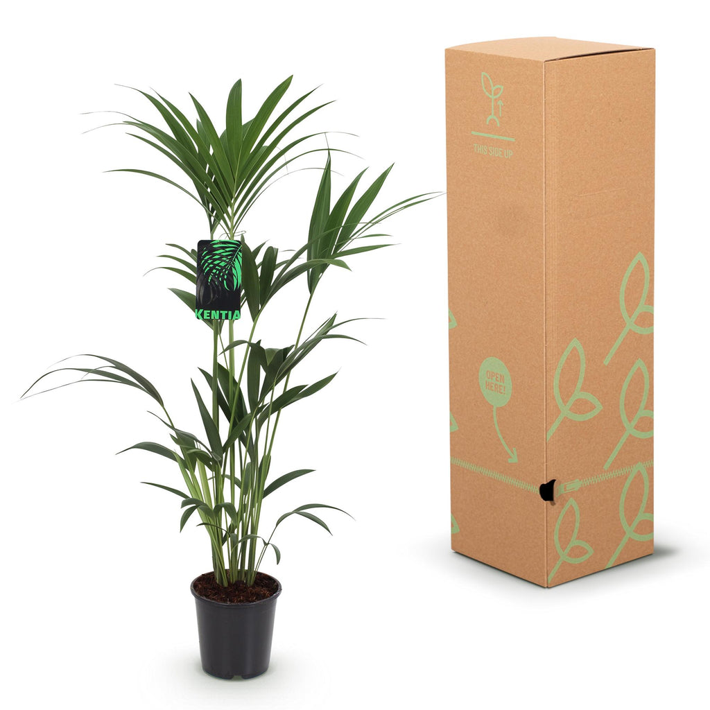 Kamerplant - Howea Forsteriana - Kentia Palm - Weinig Onderhoud - Groen - 2 planten - Pot 21cm - Hoogte 120-130cm