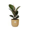 Ficus Elastica ‘Robusta’ in ELHO Vibes Fold 14cm geel