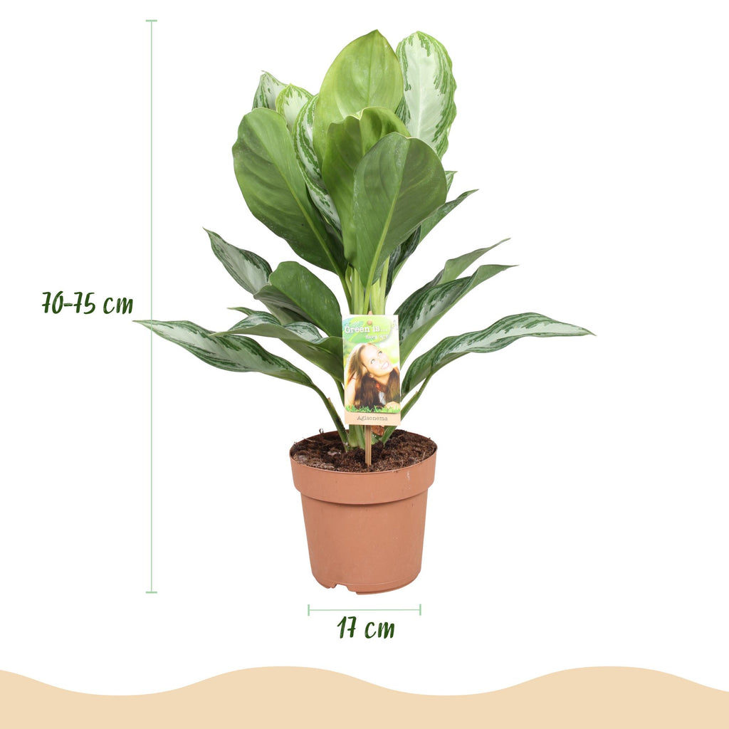Green is... Kamerplanten - Aglaonema Silver Bay - Zilverblad - Weinig onderhoud - Groen - 1 Plant - Pot 17cm - Hoogte 70-75cm