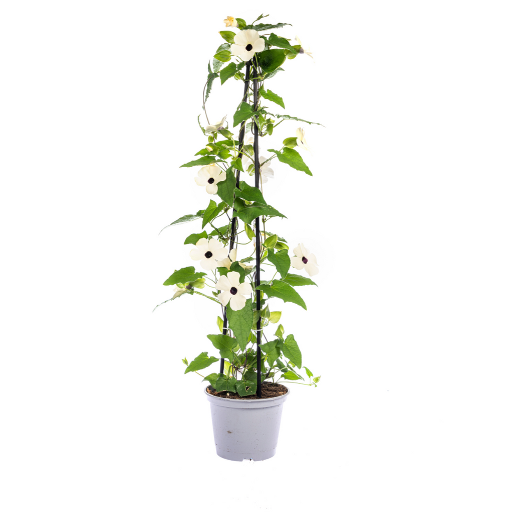 4x Thunbergia Alata Sunny Susy Mix Ø13 cm - ↕60 cm