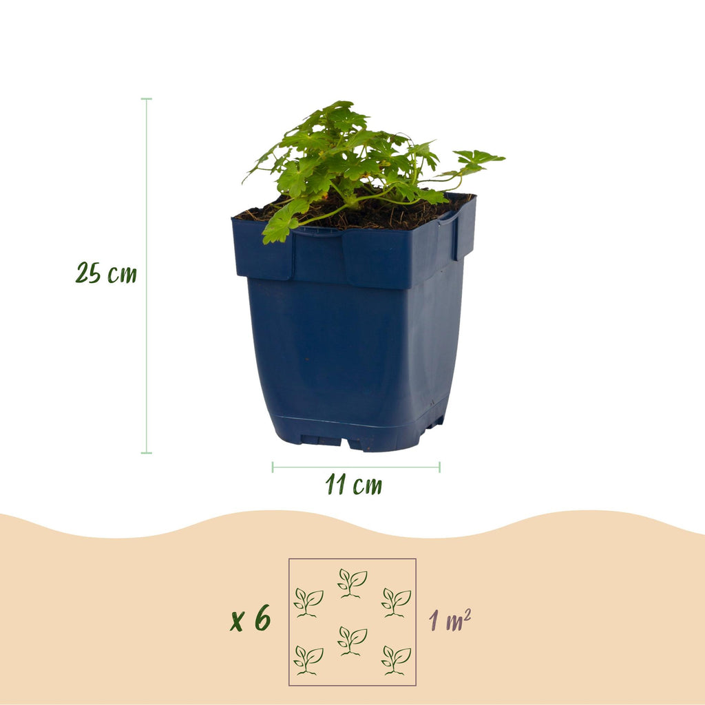 Vasteplant - Geranium macr. Spessart - Ooievaarsbek - Bodembedekkend - Wit-Roze - 12 Planten - Pot 11cm - Hoogte 15-25cm
