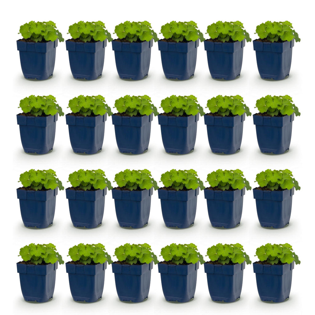 Vasteplant - Alchemilla mollis - Vrouwenmantel - Bodembedekkend - Geel - 24 Planten - Pot 11cm - Hoogte 15-25cm