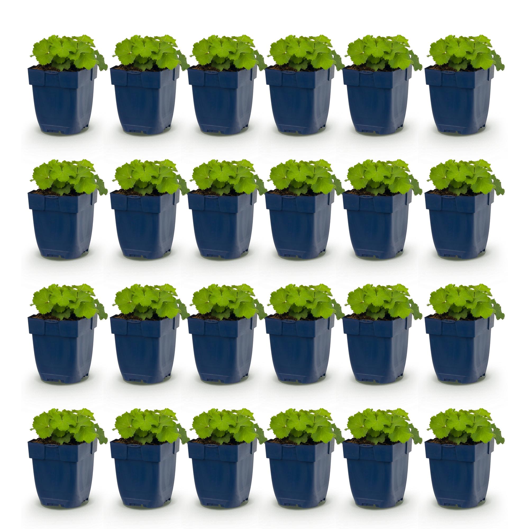 Vasteplant - Alchemilla mollis - Vrouwenmantel - Bodembedekkend - Geel - 24 Planten - Pot 11cm - Hoogte 15-25cm