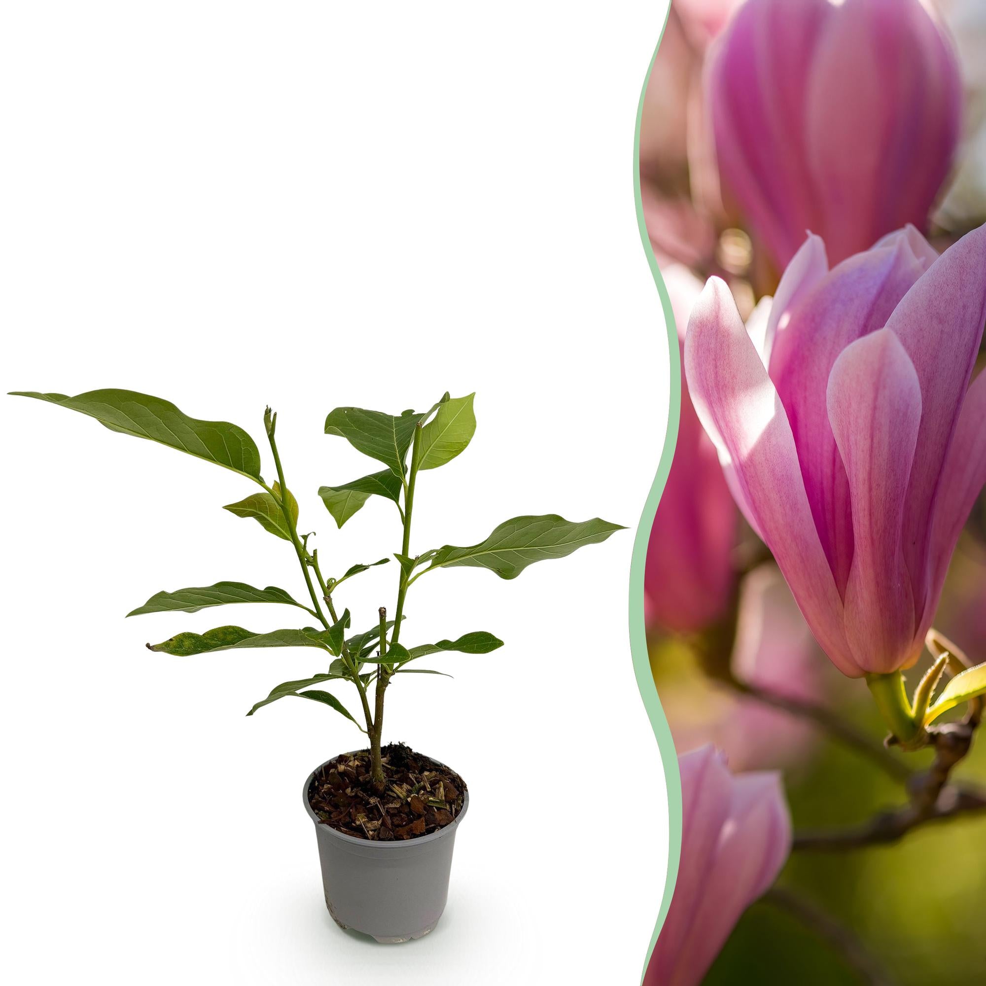Tuinplant - Magnolia Heaven Scent - Bloem Roze - 1 Plant - Bladverliezend - Weinig Onderhoud - Pot 12cm Hoogte 30cm