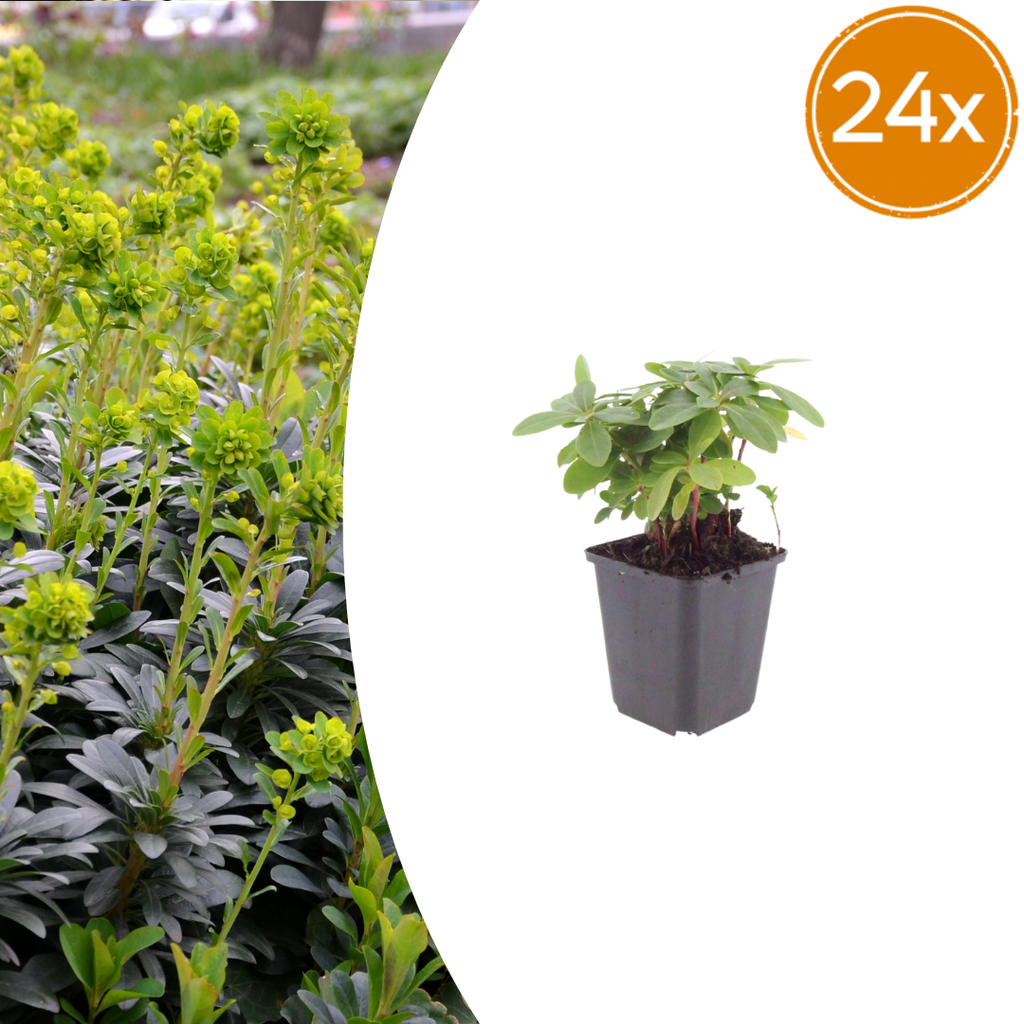 24x Euphorbia amygdal. robbiae - ↕10-25cm - Ø9cm