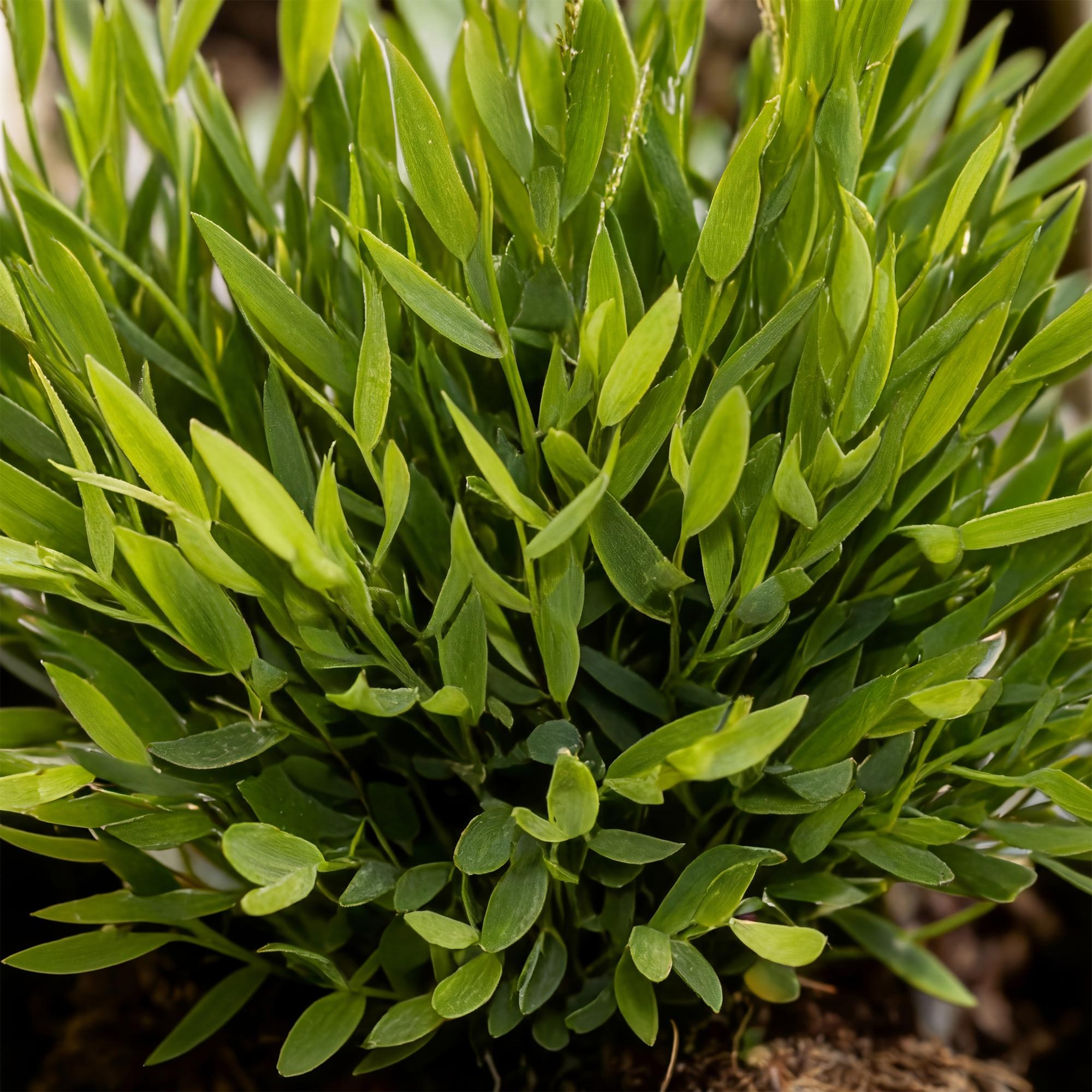 Kamerplant - Bamusa Pogonatherum Monica - Bamboegras - Huisdiervriendelijke Plant - Groen - 4 Planten - met Potter Wit - Pot 12cm - Hoogte 20cm