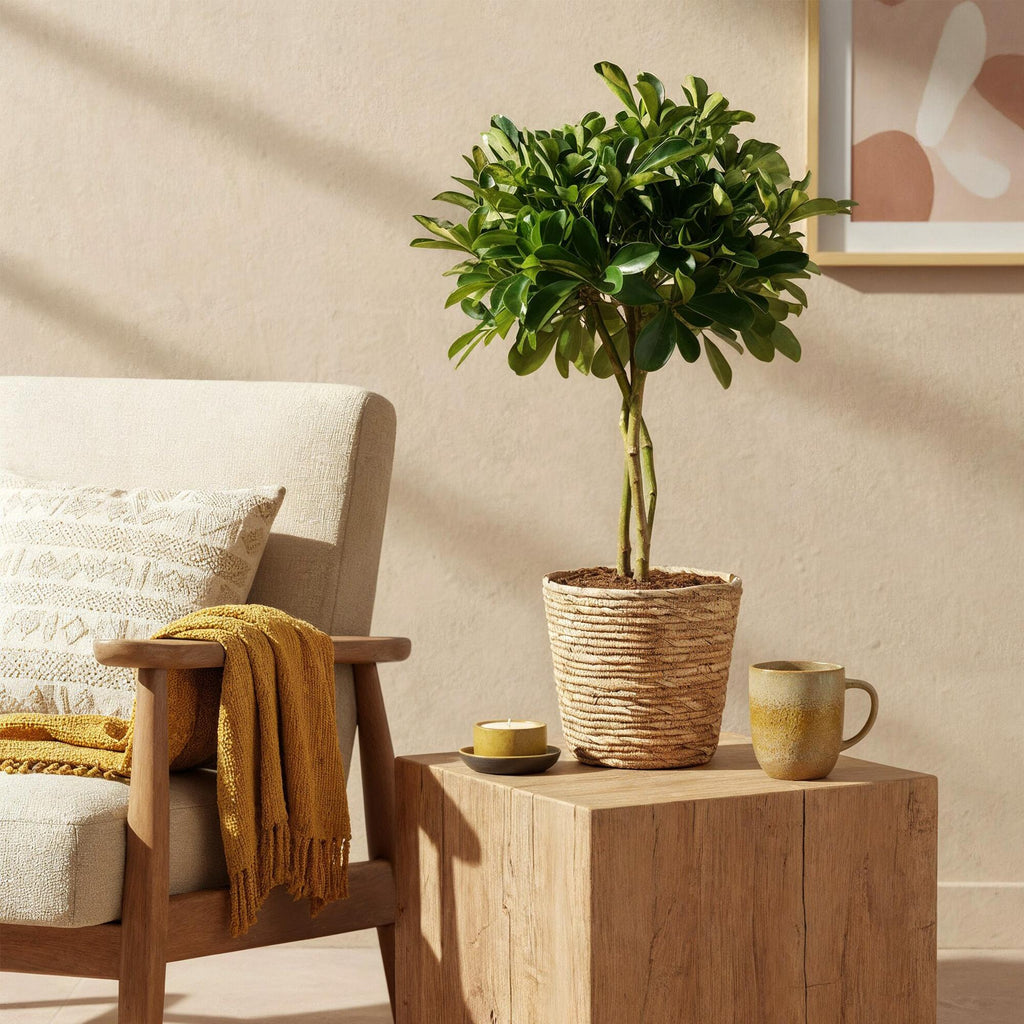 Green is... Kamerplanten - Schefflera Gold Capelle - Vingerboom - Weinig onderhoud - Groen - 1 Plant - Pot 21cm - Hoogte 70-81cm