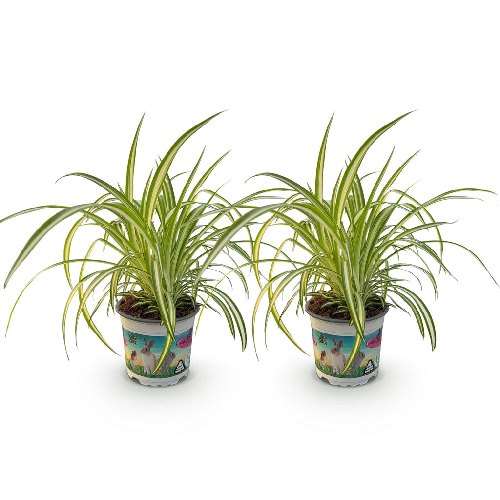 Kamerplant - Chlorophytum comosum Variegatum - Kattengras - Huisdiervriendelijk - Bont - 2 Planten - Pot 12cm - Hoogte 25-30cm
