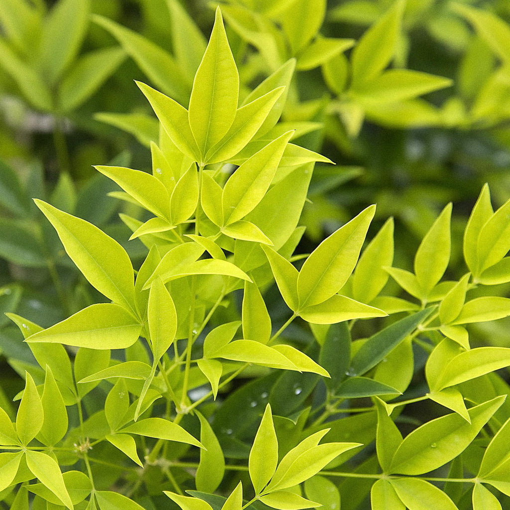 Tuinplant - Nandina Lemon & Lime - Geel - 1 Plant - Groenblijvend - Weinig Onderhoud - Pot 17cm Hoogte 45cm