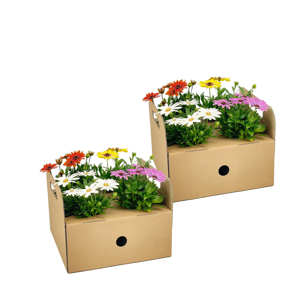 8x Osteospermum Ecklonis Mix Ø12 cm - ↕20 cm