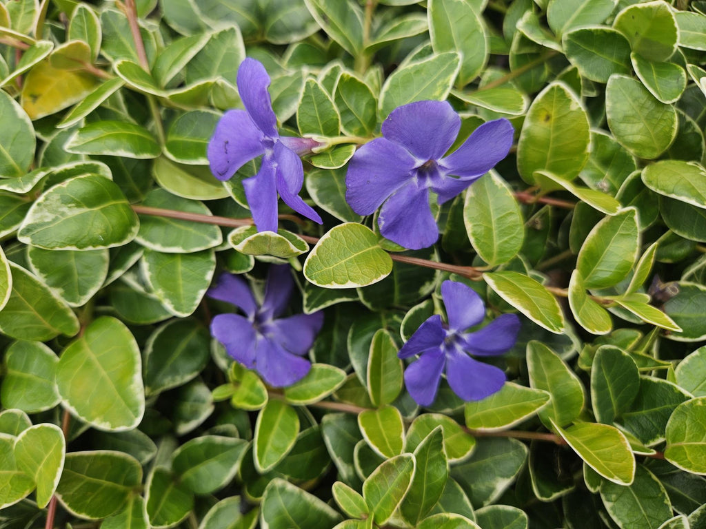 48x Vinca minor 'Argenteovariegata' - ↕10-25cm - Ø9cm