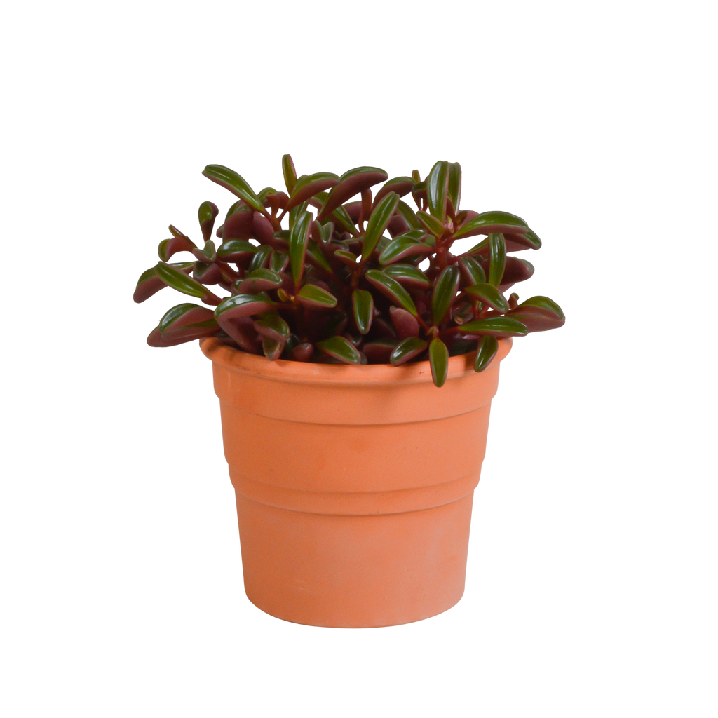 Peperomia graveolens - in terracotta pot