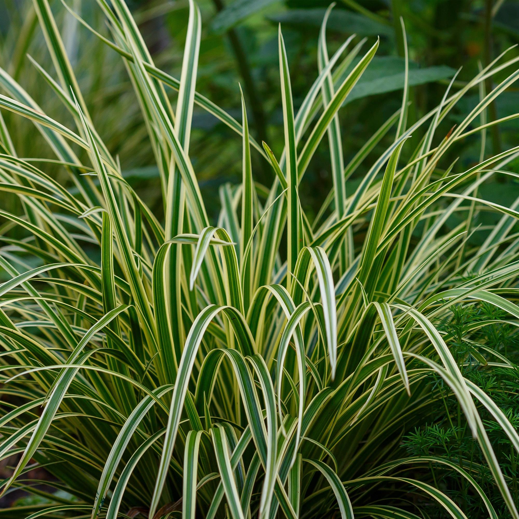 Siergrassen - Carex morrowii Ice Dance  - Wit & Groen - 1 Planten - Groenblijvend - Winterhard - Pot 17cm Hoogte 50cm