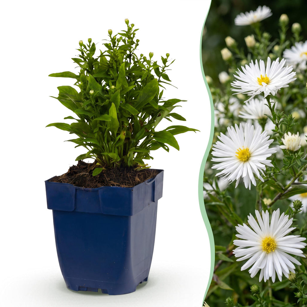 Vasteplant - Aster (D) Schneekissen - Zeeaster - Bijen en Vlinderlokkers - Wit - 1 Plant - Pot 11cm - Hoogte 15-25cm