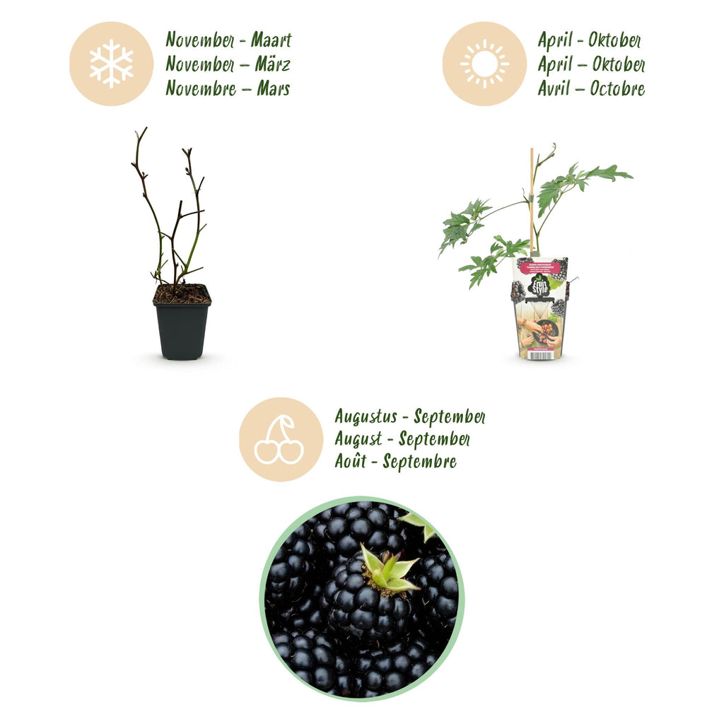 Fruitplanten - Groenblijvende Braam - Rubus Thornless Evergreen - Winterhard - 6 Planten - Pot 9 cm - Zwarte Braam